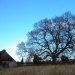 L&uuml;neburger Heide
Hier sind zahlreiche biomechanisch hochinteressante B&auml;ume zu finden. Die Bilder zeigen einen Baum in der N&auml;he des &ldquo;Totengrundes&rdquo;